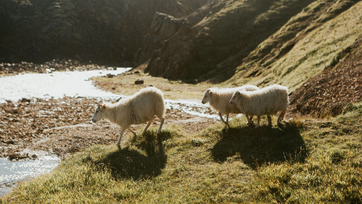 Wild sheep walking to river