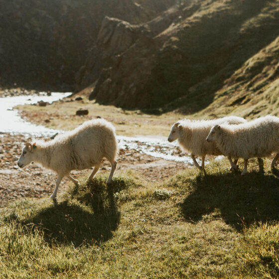 Wild sheep walking to river