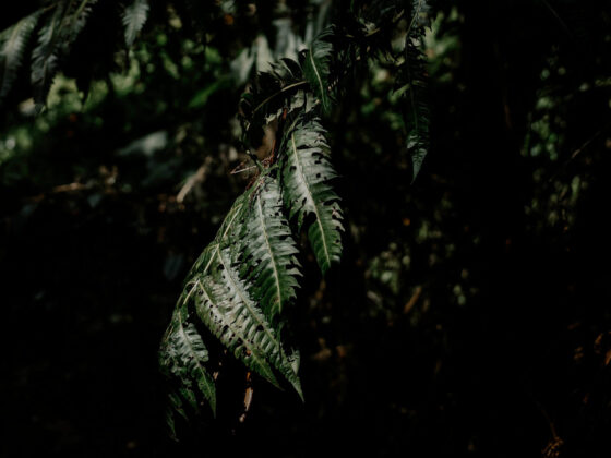 Dark photo of fern leaves
