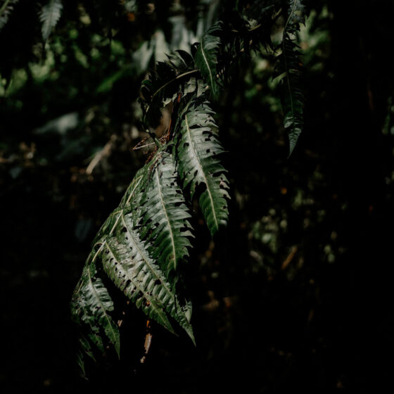 Dark photo of fern leaves