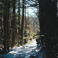 Snowy path through tall pine forest